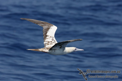 Red-footed Booby 6107.jpg