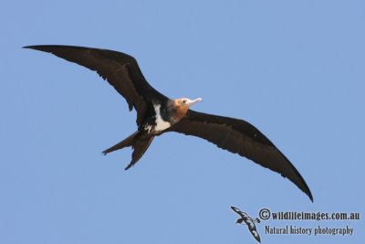 Lesser Frigatebird 4973.jpg