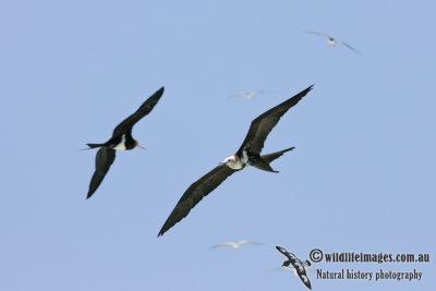 Lesser Frigatebird 5289.jpg