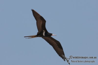 Lesser Frigatebird 5404.jpg