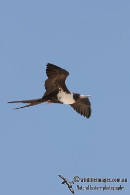 Lesser Frigatebird 5451.jpg