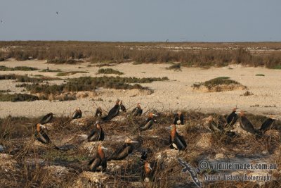 Lesser Frigatebird 6611.jpg