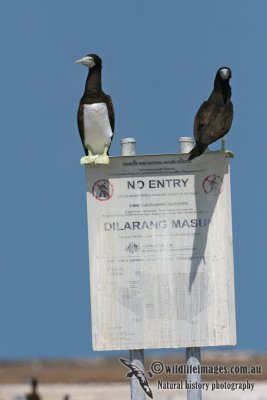 Brown Booby 4016.jpg