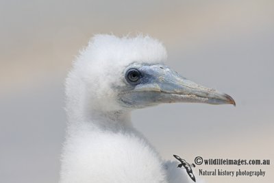 Brown Booby 5312.jpg