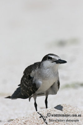 Bridled Tern 5287.jpg