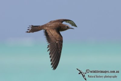 Common Noddy 3807.jpg