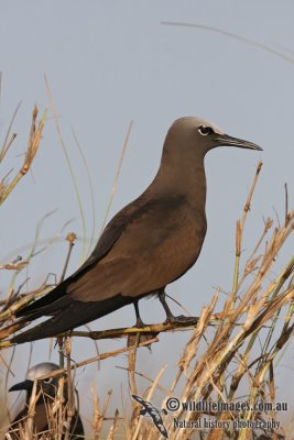 Common Noddy 6769.jpg