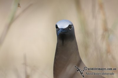 Common Noddy 6837.jpg