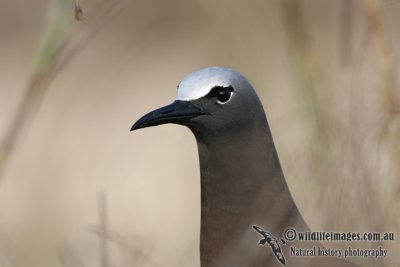 Common Noddy 6844.jpg