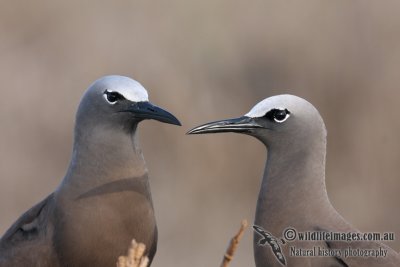 Common Noddy 6860.jpg