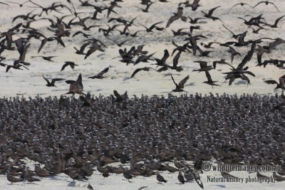 Common Noddy 7098.jpg