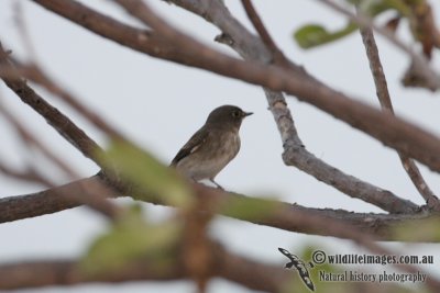 Asian Brown Flycatcher 3589.jpg