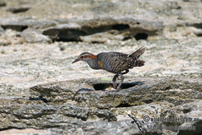 Buff-banded Rail 3789.jpg