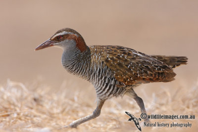 Buff-banded Rail 4091.jpg