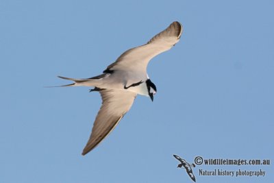 Sooty Tern 5015.jpg