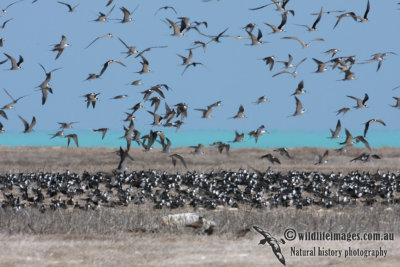 Sooty Tern 5079.jpg