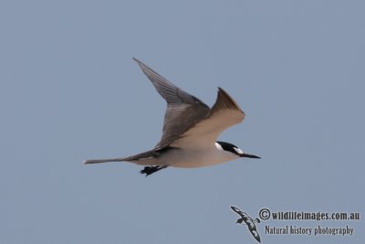 Sooty Tern 5401.jpg