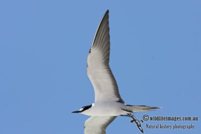 Sooty Tern 5406.jpg