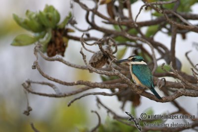 Sacred Kingfisher 3631.jpg