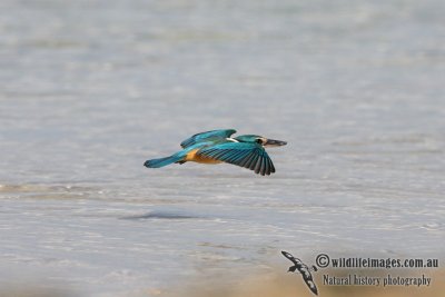 Sacred Kingfisher 4259.jpg