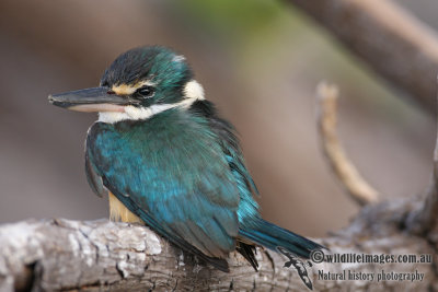 Sacred Kingfisher 4573.jpg