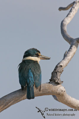 Sacred Kingfisher 4709.jpg