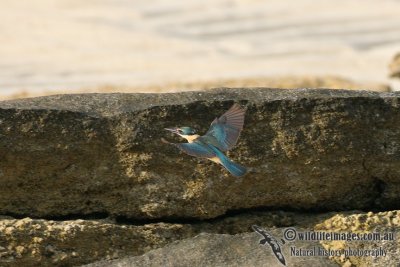 Sacred Kingfisher 5708.jpg