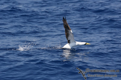 Masked Booby 3276.jpg