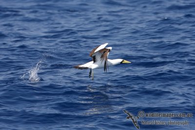 Masked Booby 3277.jpg