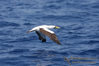 Masked Booby 3282.jpg