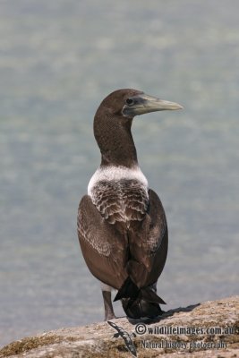 Masked Booby 3871.jpg