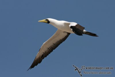 Masked Booby 3887.jpg