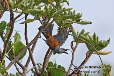 Island Monarch 3689.jpg