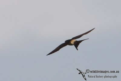 Red-rumped Swallow 9902.jpg