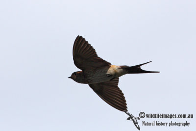 Red-rumped Swallow 9934.jpg