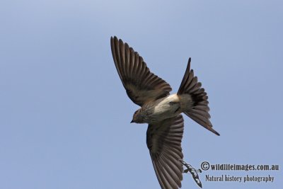 Red-rumped Swallow 9965.jpg