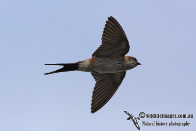 Red-rumped Swallow 9987.jpg
