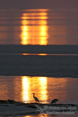 Nankeen Night-Heron 4473.jpg