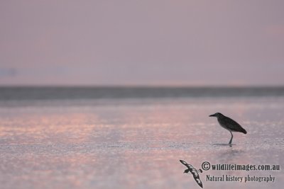 Nankeen Night-Heron 4487.jpg