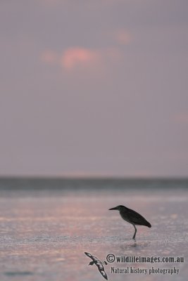 Nankeen Night-Heron 4493.jpg