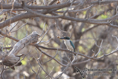 Collared Kingfisher 3659.jpg