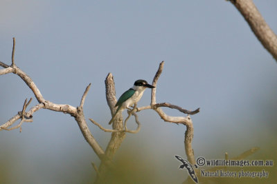 Collared Kingfisher 3661.jpg