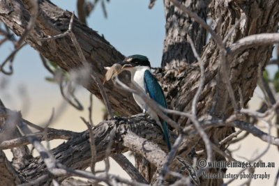 Collared Kingfisher 4173.jpg