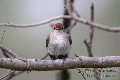 Red-capped Robin 0700.jpg