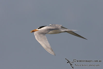 Lesser Crested Tern 6918.jpg