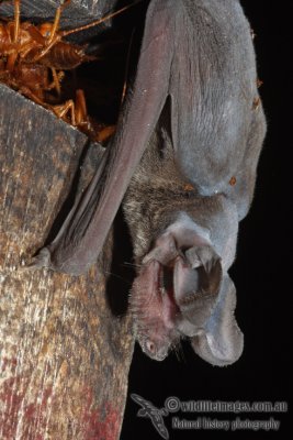 Wrinkle-lipped Bat 9788.jpg