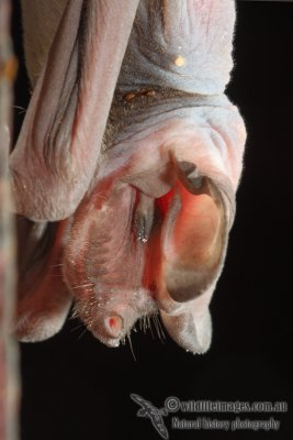 Wrinkle-lipped Bat - Mormopterus jugularis