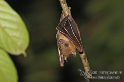Lesser Short-nosed Fruit-bat 9726.jpg