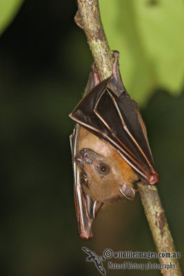 Lesser Short-nosed Fruit-bat - Cynopterus brachyotis