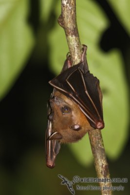 Lesser Short-nosed Fruit-bat 9728.jpg